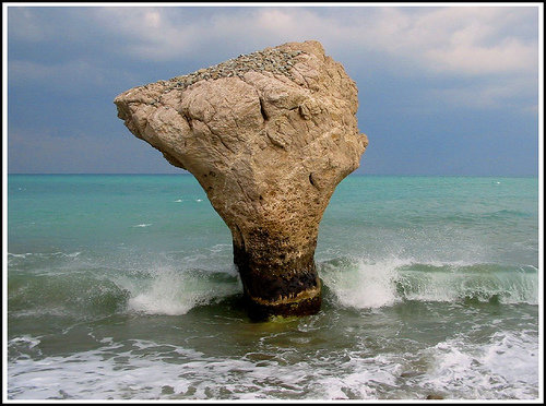 fungo di roseto
